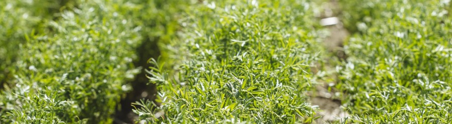 Γιατί η φακή δεν βρίσκει τη θέση που της αξίζει στην εσωτερική αγορά, αλλά ούτε στο εξωτερικό;