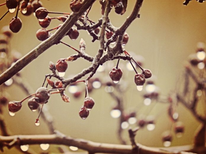kerasi-cherry kerasi-cherry