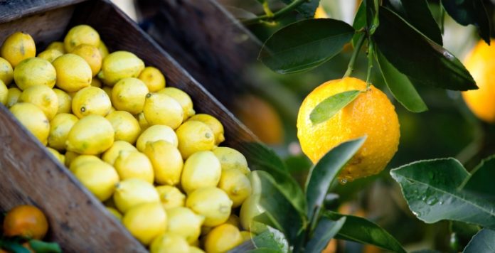 lemoni lemoni