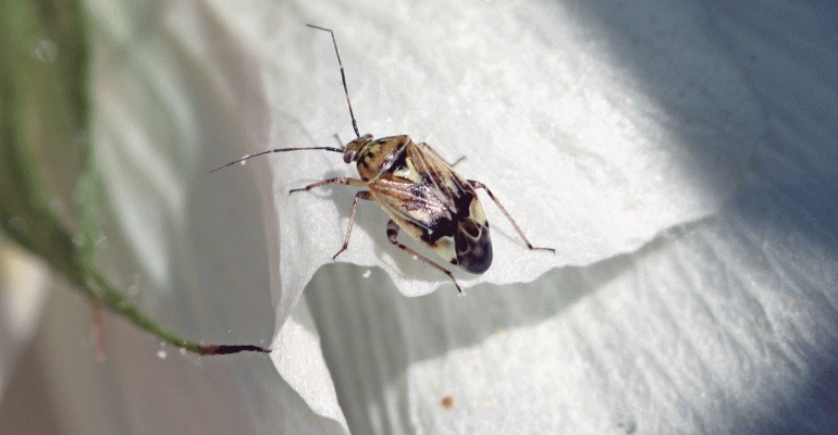 Η ώρα του Λύγκου (Lygus hesperus, Hemiptera: Miridae) στην καλλιέργεια του βαμβακιού