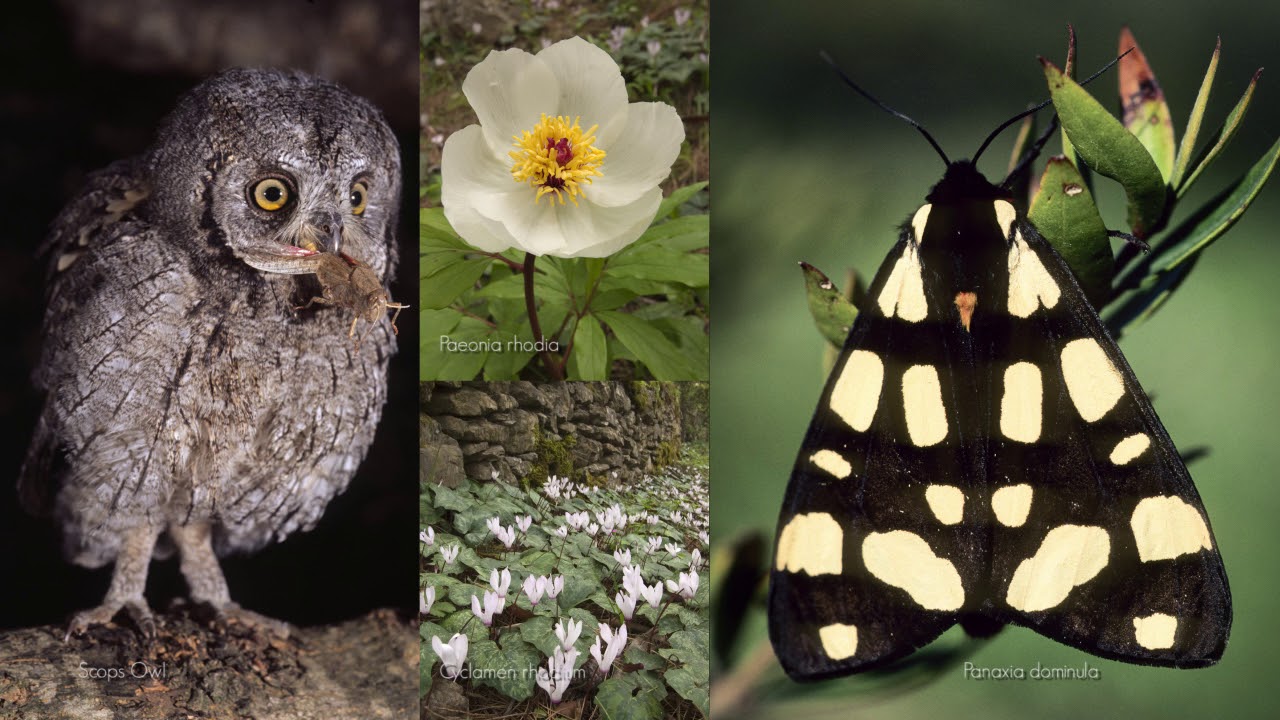 egkainia-ekthesis-fotografias-kai-video-gia-ta-ellinika-nisia-kai-ti-viopoikilotita-ston-oie-130079