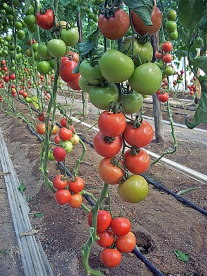 Ούτε κλαίει, ούτε γελάει η ντομάτα