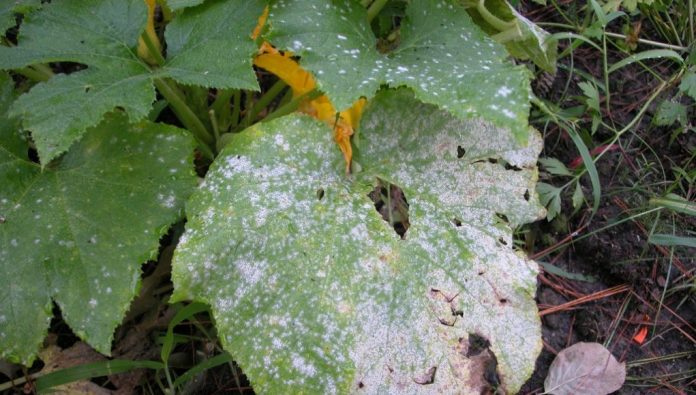 Το Ωίδιο απειλεί τις καλλιέργειες πεπονιού στον Έβρο