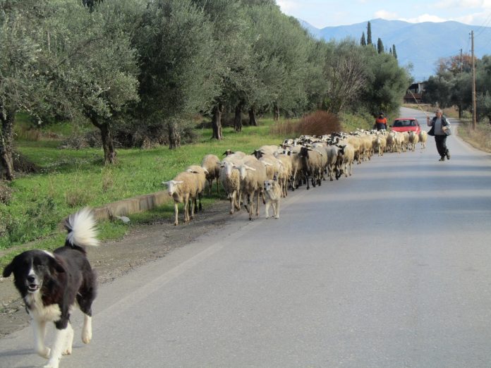 Γιόχαν Γκόλνταμερ: Για τις φωτιές φταίει ότι δεν υπάρχουν καλλιέργειες και πρόβατα Γιόχαν Γκόλνταμερ: Για τις φωτιές φταίει ότι δεν υπάρχουν καλλιέργειες και πρόβατα