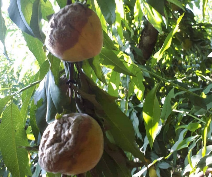 se-adiexodo-oi-rodakinoparagogoi-tonizei-to-prosorino-ds-tou-agrotikou-syllogou-imathias-128807