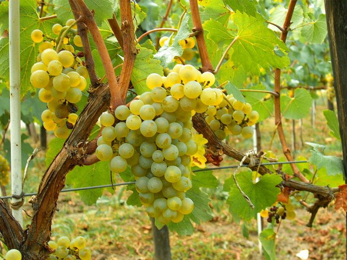 800px-Chardonnay_Moldova