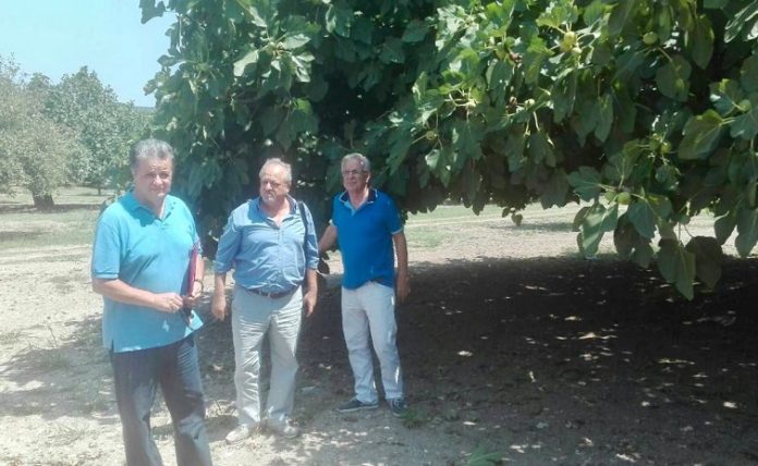 Αποστόλου: Αρχίζουν άμεσα οι εκτιμήσεις ζημιών από τις βροχοπτώσεις στις καλλιέργειες σύκων της Εύβοιας Αποστόλου: Αρχίζουν άμεσα οι εκτιμήσεις ζημιών από τις βροχοπτώσεις στις καλλιέργειες σύκων της Εύβοιας