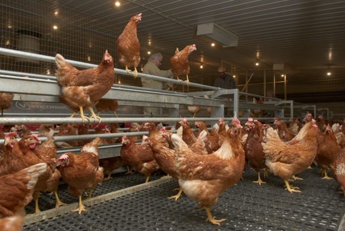 Eggs_Free-Run-Chickens