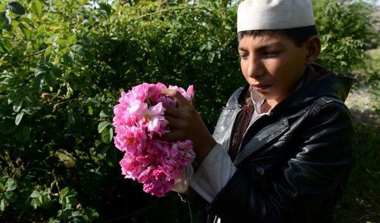 afganistan-epikerdis-i-paragogi-triantafyllon-gia-tous-agrotes-video-131422