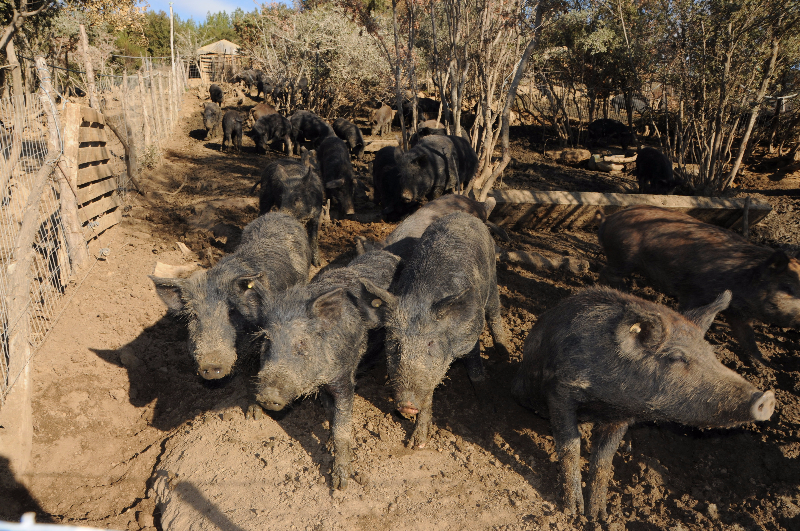 ikanopoiisi-kynigon-gia-tin-epimikynsi-tis-periodou-kynigiou-sta-agriogourouna-132057