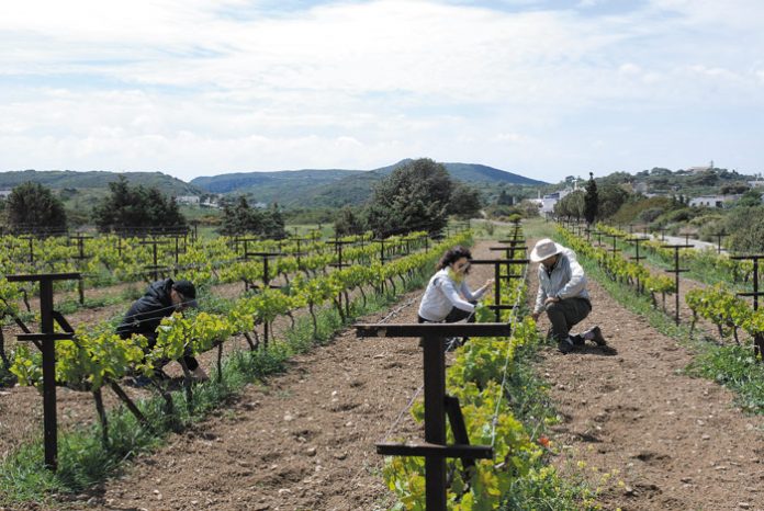 agrotourimos-ampeli