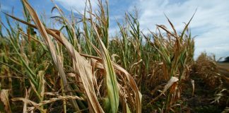 Αντίβαρο η νότια Ευρώπη στη χαμηλή παραγωγή καλαμποκιού του Βορρά