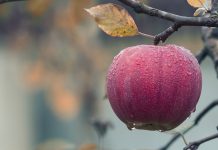 Φορτωμένες οι μηλιές, εκτιμήσεις για ρεκόρ παραγωγής