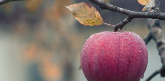 Φορτωμένες οι μηλιές, εκτιμήσεις για ρεκόρ παραγωγής