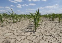 Κομισιόν: Νέα μέτρα για τους πληγέντες Ευρωπαϊους αγρότες λόγω λειψυδρίας