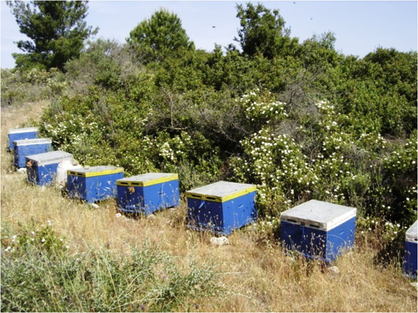 apo-ta-dasoµela-anaµenoun-tin-anakampsi-oi-µelissokoµoi-tis-chalkidikis-133361