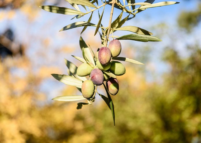 olive-tree-times