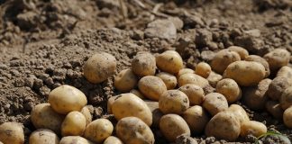 Οδηγίες για την ορθή συγκομιδή πατάτας από την ΔΑΟΚ Μεσσηνίας