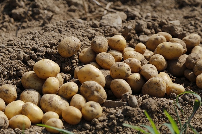 odigies-gia-tin-orthi-sygkomidi-patatas-apo-tin-daok-messinias-132418