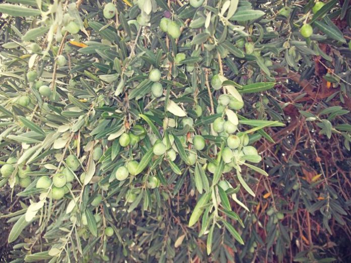 Πρωιµότερη θα είναι η φετινή συλλογή της πράσινης ελιάς στην περιοχή της Φθιώτιδας. Πρωιµότερη θα είναι η φετινή συλλογή της πράσινης ελιάς στην περιοχή της Φθιώτιδας.