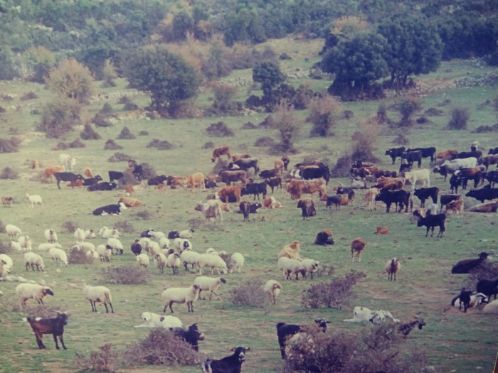 provata-lidoriki-fthiotida