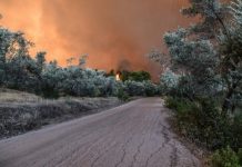 Επίσπευση διαδικασιών δασικής νομοθεσίας για τις περιοχές που επλήγησαν από τις πυρκαγιές της 23ης Ιουλίου