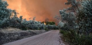 Επίσπευση διαδικασιών δασικής νομοθεσίας για τις περιοχές που επλήγησαν από τις πυρκαγιές της 23ης Ιουλίου