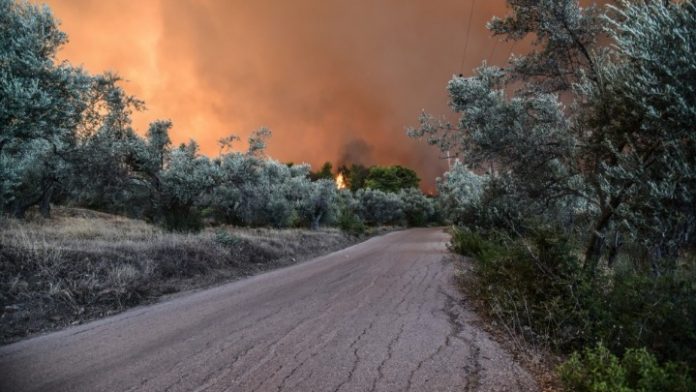 Επίσπευση διαδικασιών δασικής νομοθεσίας για τις περιοχές που επλήγησαν από τις πυρκαγιές της 23ης Ιουλίου