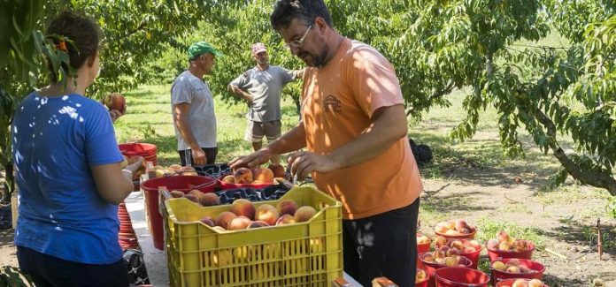 Το Μέτρο 16 καλείται να θεραπεύσει τις αδυναμίες συνεργασίας στον αγροτικό τομέα Το Μέτρο 16 καλείται να θεραπεύσει τις αδυναμίες συνεργασίας στον αγροτικό τομέα