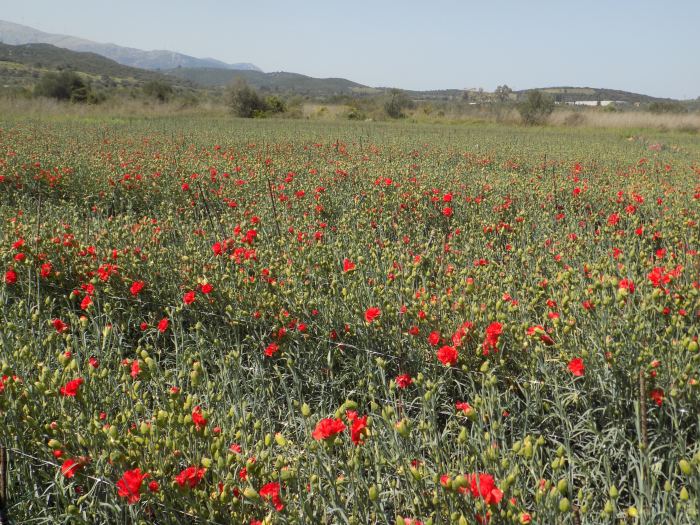 Γυρίζει σελίδα η ελληνική ανθοκοµία