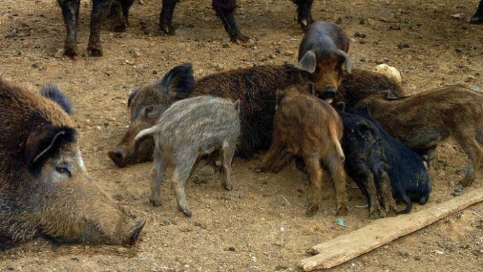 Υπουργική απόφαση για τις ζημιές από ημίαιμους χοίρους και αγριόχοιρους Υπουργική απόφαση για τις ζημιές από ημίαιμους χοίρους και αγριόχοιρους