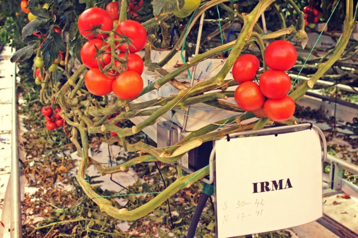 francisca-ferrer-prin-apo-tin-effyi-georgia-kaname-ta-panta-sta-tyfla-133495