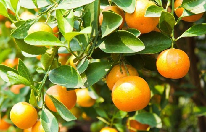 Ο Δενδροκομικός Σταθμός Ξυλοκάστρου κλείνει 90 χρόνια προσφοράς Ο Δενδροκομικός Σταθμός Ξυλοκάστρου κλείνει 90 χρόνια προσφοράς