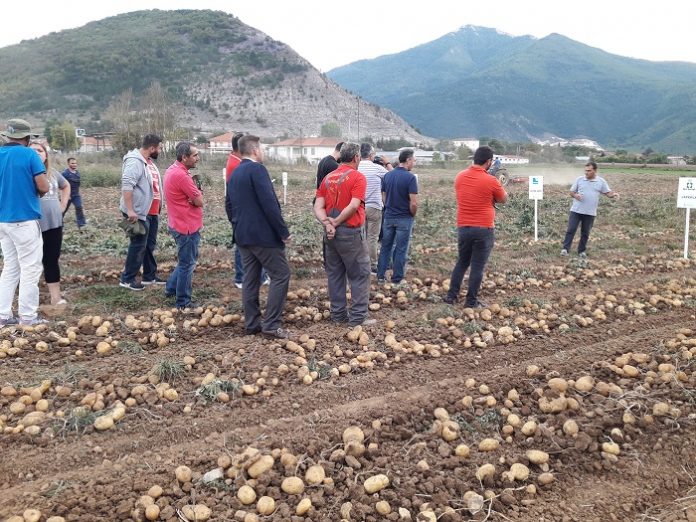 Με επιτυχία πραγματοποιήθηκε η εκδήλωση - έκθεση ποικιλιών πατάτας της Κ&Ν Ευθυμιάδης