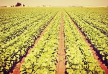 καλλιέργεια μαρουλιού υπό συμβάσεις με εταιρείες που παρασκευάζουν έτοιμες σαλάτες να κερδίζουν ολοένα έδαφος
