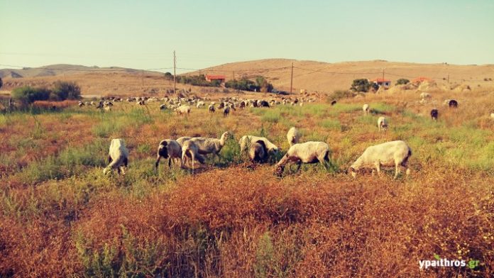 ktinotrofia-provata ktinotrofia-provata
