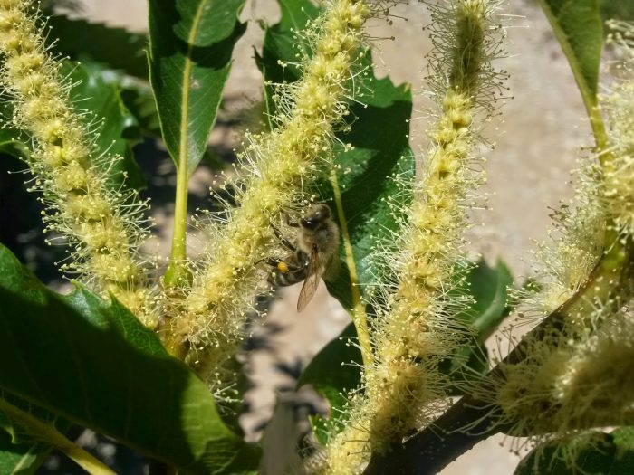 η Καστανιά, προσφέρει ένα μέλι με πιστούς φίλους καταναλωτές