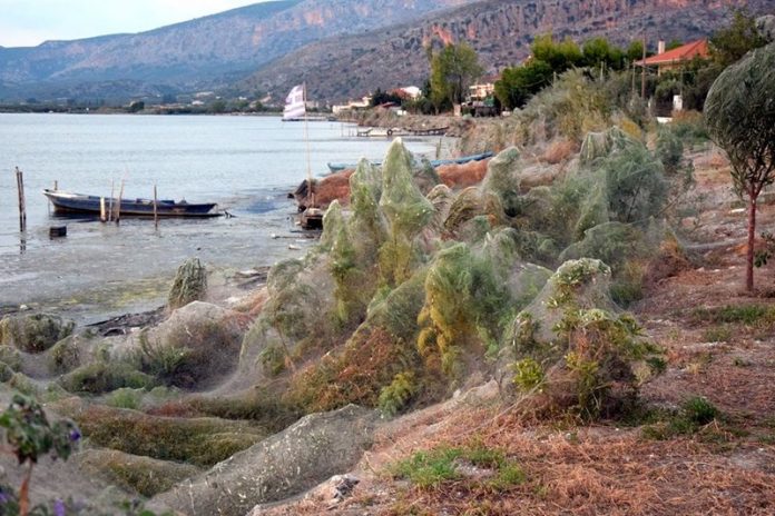 Πέπλο αράχνης «κατάπιε» 300 μέτρα βλάστησης στο Αιτωλικό