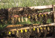 Πληρωμή ΟΠΕΚΕΠΕ ύψους 2,2 εκατ. ευρώ σε μελισσοκομία
