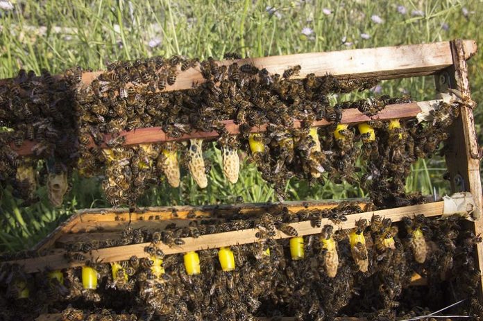 Πληρωμή ΟΠΕΚΕΠΕ ύψους 2,2 εκατ. ευρώ σε μελισσοκομία