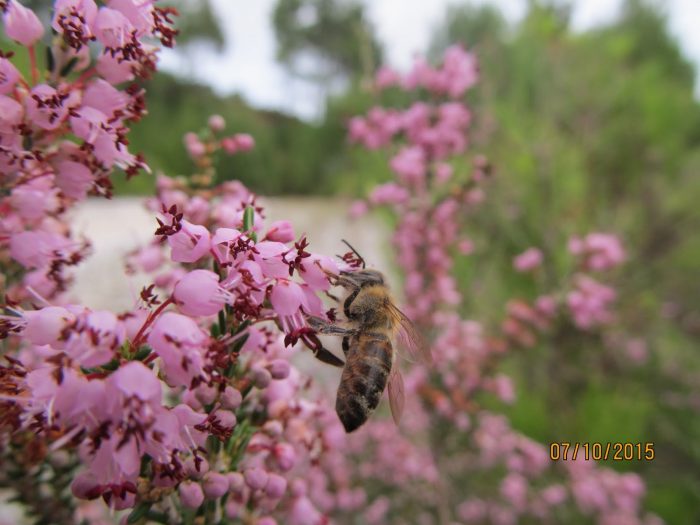 το περιζήτητο ερεικόμελο («σουσούρα» στη Β. Ελλάδα).