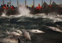 Στα «δίχτυα» των ισπανικών αρχών δεκάδες τόνοι παράνομων αλιευμάτων