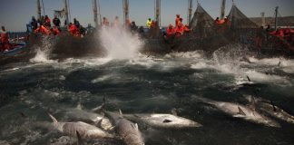 Στα «δίχτυα» των ισπανικών αρχών δεκάδες τόνοι παράνομων αλιευμάτων