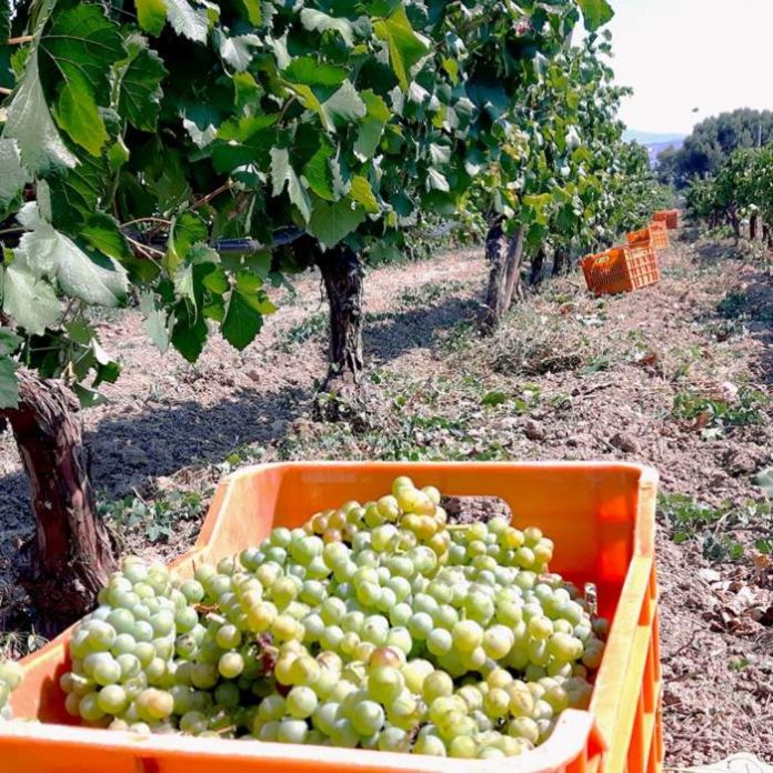 stafili-sigomidi-2018 stafili-sigomidi-2018