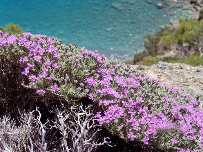 Στην Ελλάδα το όνομα «θυμάρι» είναι συνώνυμο με τη λέξη «μέλι»