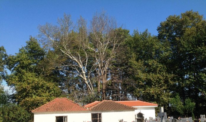 Ενημέρωση και άμεσες δράσεις από τον Δήμο Τρικκαίων η ασθένεια των πλατανιών Ενημέρωση και άμεσες δράσεις από τον Δήμο Τρικκαίων η ασθένεια των πλατανιών