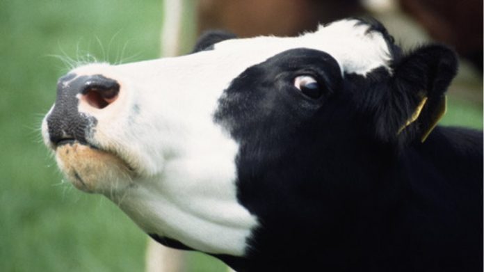 Εντοπίστηκε κρούσμα της νόσου των τρελών αγελάδων στη Σκοτία