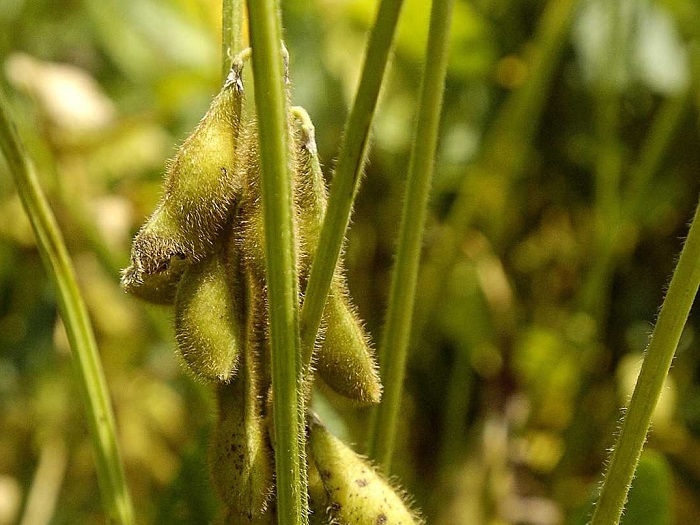 ipa-sta-oria-tis-apelpisias-oi-agrotes-sogias-sti-louiziana-136512