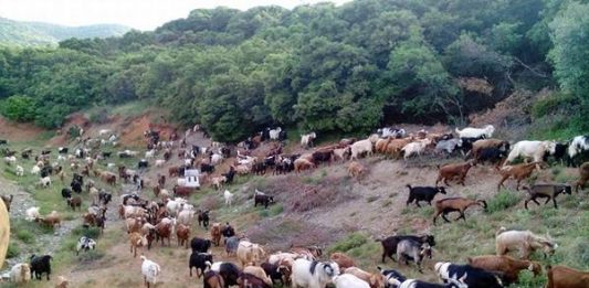 Π. Τατούλης: «Δεν σας επιτρέπω με «τερτίπια» να καταστρέψετε την Αγροτική Οικονομία της Πελοποννήσου»