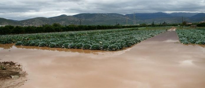 Και οι αγρότες της Αργολίδας μετρούν τις πληγές τους από τον Ζορμπά (φωτός)